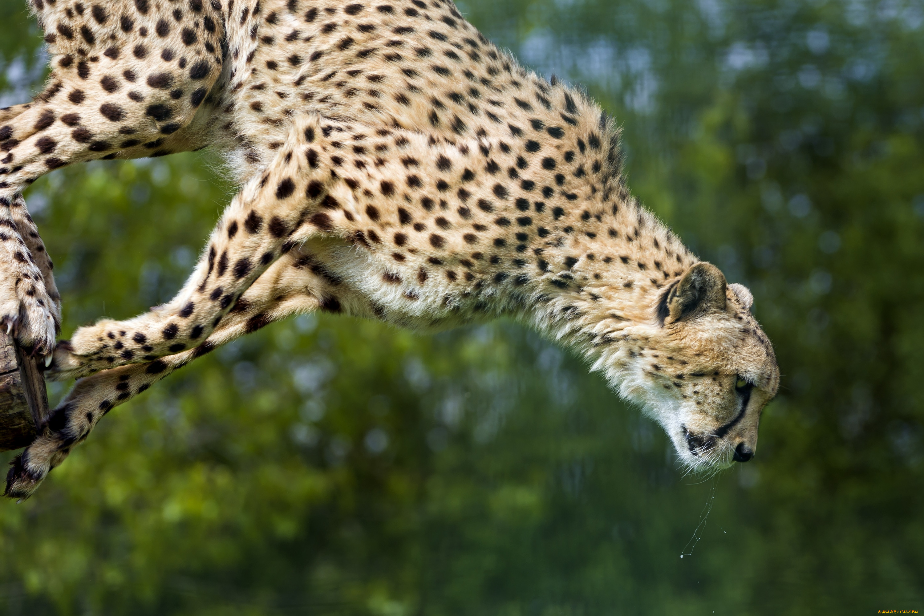 Гепард прыгает